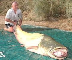 Pesca un siluro de más de 90 kilos en Mequinenza, al que perseguía desde hace 7 años